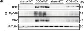 Fig.6.K showing Western Blotting in a Mus musculus (House mouse) sample from the publication: Cyclic-di-GMP induces inflammation and acute lung injury through direct binding to MD2.