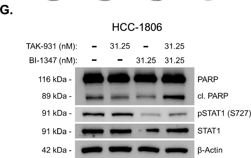Fig.6.G showing Western Blotting in a Homo sapiens (Human) sample from the publication: Cyclin E modulates vulnerability to CDC7 kinase inhibition.