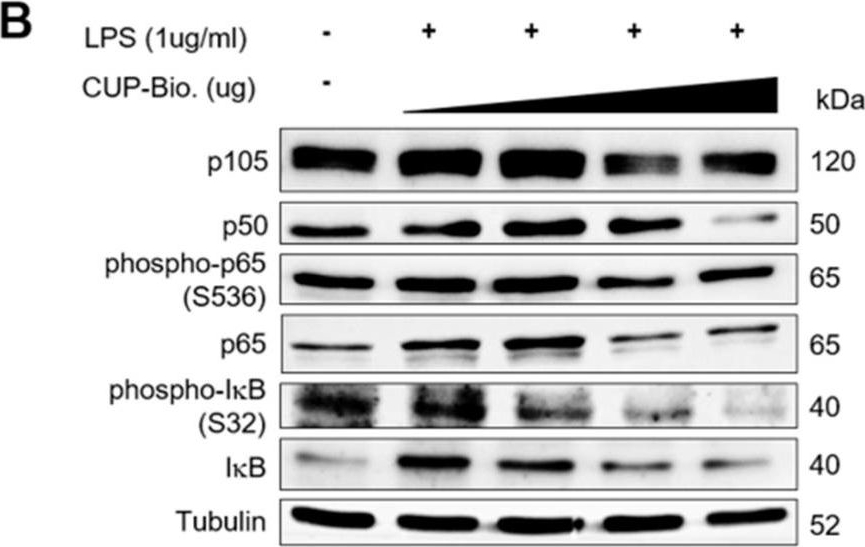 Fig.2.B showing Western Blotting in a Homo sapiens (Human) sample from the publication: Biometabolites of Citrus unshiu Peel Enhance Intestinal Permeability and Alter Gut Commensal Bacteria.