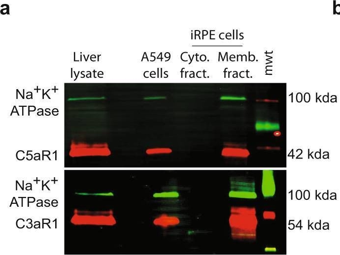 Fig.3.A showing Western Blotting from the publication: Epithelial phenotype restoring drugs suppress macular degeneration phenotypes in an iPSC model.