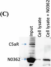 Fig.15.C showing Western Blotting from the publication: A bipartite bacterial virulence factor targets the complement system and neutrophil activation.
