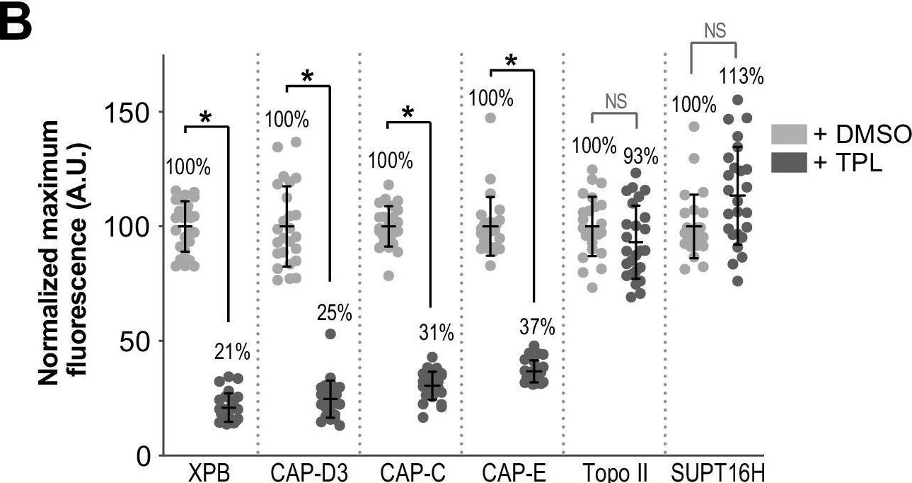 Fig.3.B showing Flow cytometry/Cell sorting in a Xenopus laevis (African clawed frog) sample from the publication: The TFIIH complex is required to establish and maintain mitotic chromosome structure.