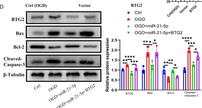 Fig.7.D showing Western Blotting in a Rattus norvegicus (Rat) sample from the publication: IFN-γ enhances the efficacy of mesenchymal stromal cell-derived exosomes via miR-21 in myocardial infarction rats.