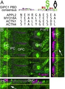 Fig.7.A showing Immunohistochemistry-immunofluorescence from the publication: GIPC3 couples to MYO6 and PDZ domain proteins, and shapes the hair cell apical region.