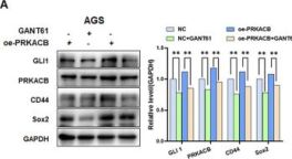 Sox2 (D9B8N) Rabbit mAb | Cell Signaling Technology