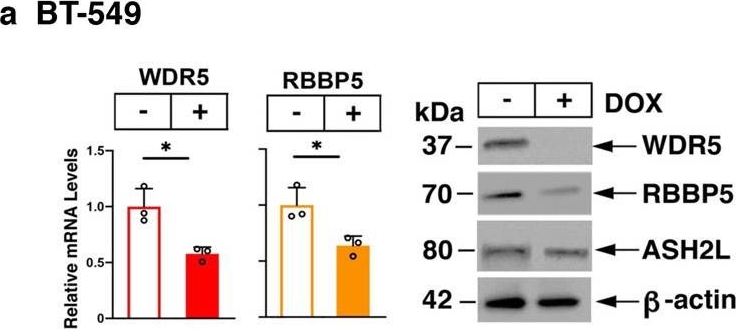 Fig.2.A showing Western Blotting in a Homo sapiens (Human) sample from the publication: MUC1-C intersects chronic inflammation with epigenetic reprogramming by regulating the set1a compass complex in cancer progression.