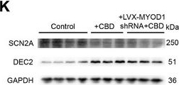 Fig.7.K showing Western Blotting from the publication: The DEC2-SCN2A Axis is Essential for the Anticonvulsant Effects of Cannabidiol by Modulating Neuronal Plasticity.