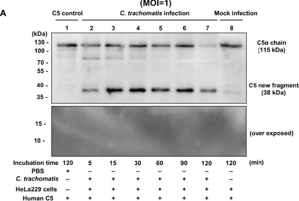 Fig.1.A showing Western Blotting from the publication: A Novel Cleavage Pattern of Complement C5 Induced by Chlamydia trachomatis Infection via the Chlamydial Protease CPAF.