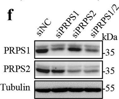Fig.5.F showing Western Blotting from the publication: Identification of purine biosynthesis as an NADH-sensing pathway to mediate energy stress.