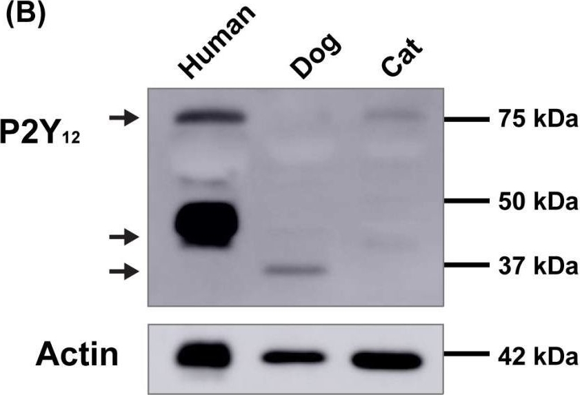 Fig.1.B showing Western Blotting in a Bos taurus (Bovine) sample from the publication: P2Y1 and P2Y12 Receptors Mediate Aggregation of Dog and Cat Platelets: A Comparison to Human Platelets.