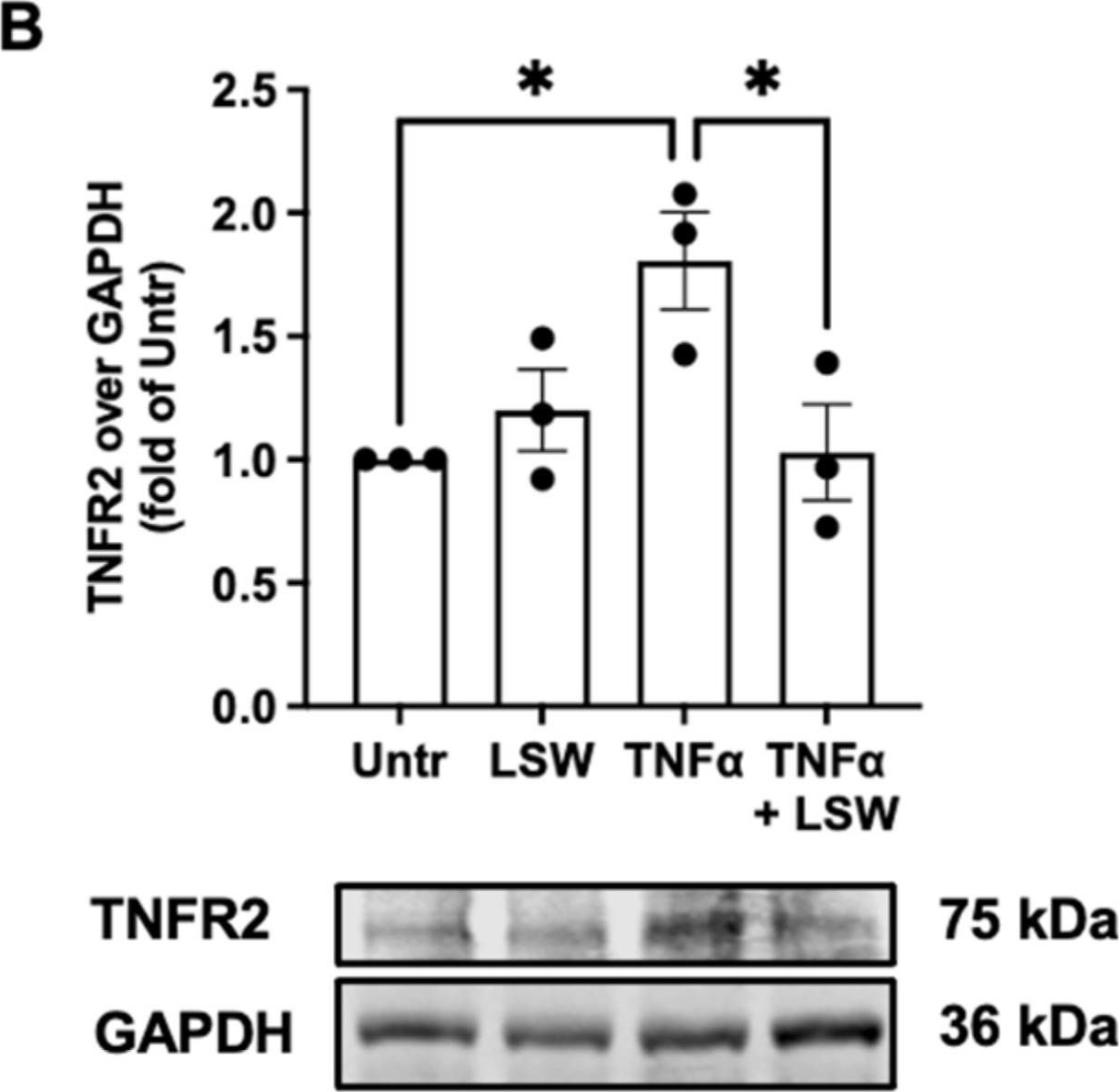 Fig.5.B showing Western Blotting in a Homo sapiens (Human) sample from the publication: Soybean-Derived Tripeptide Leu-Ser-Trp (LSW) Protects Human Vascular Endothelial Cells from TNFα-Induced Oxidative Stress and Inflammation via Modulating TNFα Receptors and SIRT1.
