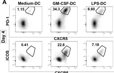 Fig.3.A showing Flow cytometry/Cell sorting from the publication: GM-CSF-activated human dendritic cells promote type 1 T follicular helper cell polarization in a CD40-dependent manner.