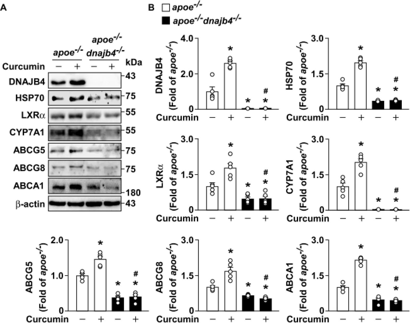 Fig.8.A showing Western Blotting in a Mus musculus (House mouse) sample from the publication: DNAJB4 Protects Against Atherosclerosis by Stabilizing the HSP70-LXRα Axis in Hepatic Lipid Metabolism.