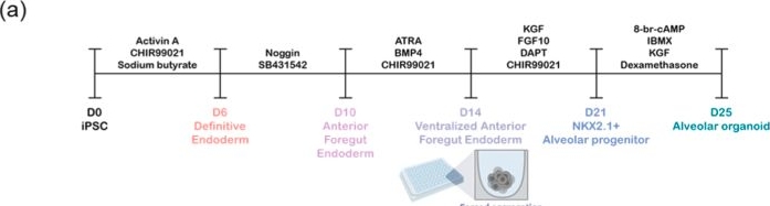 Fig.3.A from the publication: AI-enabled label free monitoring of TGFβ1-induced remodeling in iPSC-derived alveolar organoids.