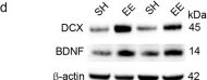 Fig.4.D showing Western Blotting in a Mus musculus (House mouse) sample from the publication: Seed-induced Aβ deposition alters neuronal function and impairs olfaction in a mouse model of Alzheimer's disease.