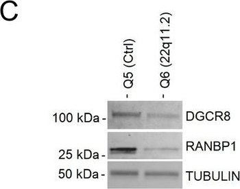 Fig.1.C showing Western Blotting in a Homo sapiens (Human) sample from the publication: An antisense oligonucleotide-based strategy to ameliorate cognitive dysfunction in the 22q11.2 Deletion Syndrome.