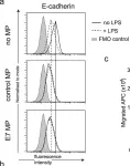 Fig.3.A showing Flow cytometry/Cell sorting from the publication: Microparticles produced by human papillomavirus type 16 E7-expressing cells impair antigen presenting cell function and the cytotoxic T cell response.