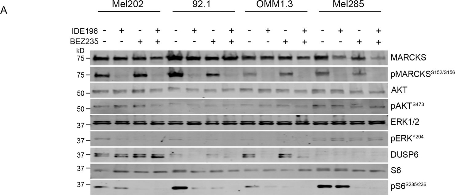 Fig.5.A showing Western Blotting from the publication: PKC-independent PI3K signalling diminishes PKC inhibitor sensitivity in uveal melanoma.
