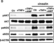 Fig.3.D showing Western Blotting from the publication: Ganglioside GM1 contributes to extracellular/intracellular regulation of insulin resistance, impairment of insulin signaling and down-stream eNOS activation, in human aortic endothelial cells after short- or long-term exposure to TNFα.