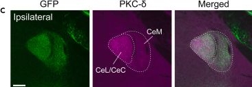 Fig.1.C showing Immunohistochemistry-immunofluorescence in an Oryctolagus cuniculus (Rabbit) sample from the publication: Dissection of insular cortex layer 5 reveals two sublayers with opposing modulatory roles in appetitive drinking behavior.