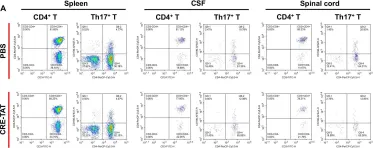 Fig.5.A showing Flow cytometry/Cell sorting in a Mus musculus (House mouse) sample from the publication: Choroid plexus-selective inactivation of adenosine A2A receptors protects against T cell infiltration and experimental autoimmune encephalomyelitis.