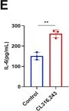 Fig.2.E showing Enzyme-linked immunosorbent assay from the publication: KLF7 induced ADRB3-dependent IL-6 production in brown adipocytes during stress.