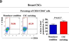 Fig.1.D showing Flow cytometry/Cell sorting from the publication: SERPINB2 Is a Novel Indicator of Cancer Stem Cell Tumorigenicity in Multiple Cancer Types.