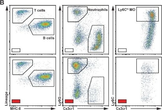 Fig.6.B showing Flow cytometry/Cell sorting in a Mus musculus (House mouse) sample from the publication: Brain Resident Ly6Chi Monocytes Are Necessary for Maintaining Adult Hippocampal Neurogenesis.
