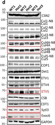 Fig.3.D showing Western Blotting from the publication: IP6-assisted CSN-COP1 competition regulates a CRL4-ETV5 proteolytic checkpoint to safeguard glucose-induced insulin secretion.