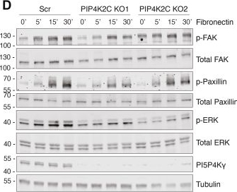 Fig.4.D showing Western Blotting in a Homo sapiens (Human) sample from the publication: A proximity-labeling map of PI5P4K phosphoinositide kinases interaction networks.