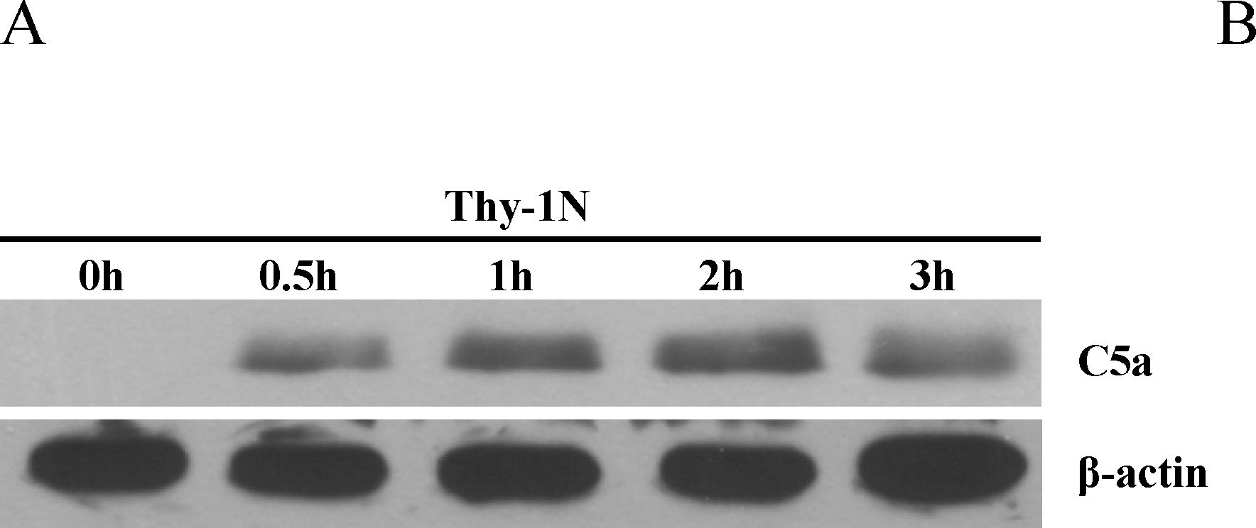 Fig.1.A showing Western Blotting in a Rattus norvegicus (Rat) sample from the publication: C5a Induces the Synthesis of IL-6 and TNF-α in Rat Glomerular Mesangial Cells through MAPK Signaling Pathways.
