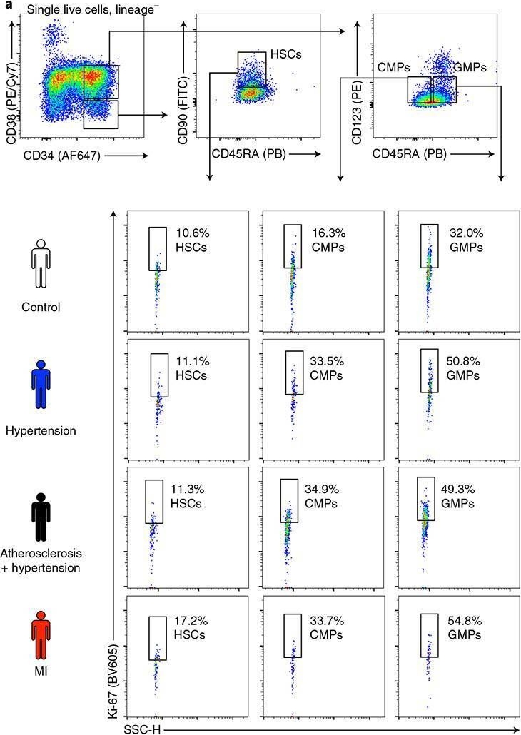 Fig.1.A showing Flow cytometry/Cell sorting in a Homo sapiens (Human) sample from the publication: Bone marrow endothelial dysfunction promotes myeloid cell expansion in cardiovascular disease.