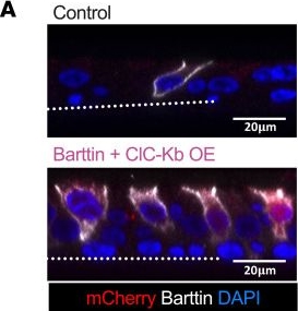 Fig.8.A showing Immunocytochemistry-immunofluorescence in a Homo sapiens (Human) sample from the publication: CFTR-rich ionocytes mediate chloride absorption across airway epithelia.