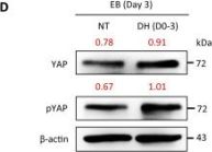 Phospho-YAP (Ser127) Antibody | Cell Signaling Technology