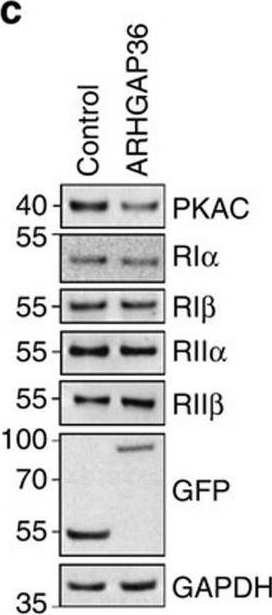 Fig.4.C showing Western Blotting in a Homo sapiens (Human) sample from the publication: Bimodal antagonism of PKA signalling by ARHGAP36.