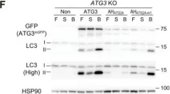 Fig.3.F showing Western Blotting from the publication: Unique amphipathic α helix drives membrane insertion and enzymatic activity of ATG3.