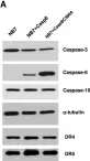 Fig.1.A showing Western Blotting in a Homo sapiens (Human) sample from the publication: Novel HTS strategy identifies TRAIL-sensitizing compounds acting specifically through the caspase-8 apoptotic axis.