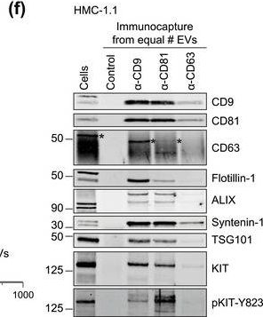 Fig.1.F showing Western Blotting in a Homo sapiens (Human) sample from the publication: Selective immunocapture reveals neoplastic human mast cells secrete distinct microvesicle- and exosome-like populations of KIT-containing extracellular vesicles.