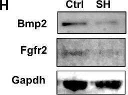 Fig.7.H showing Western Blotting in a Mus musculus (House mouse) sample from the publication: Hypermethylation of Bmp2 and Fgfr2 Promoter Regions in Bone Marrow Mesenchymal Stem Cells Leads to Bone Loss in Prematurely Aged Mice.
