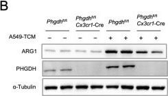 PHGDH Antibody | Cell Signaling Technology