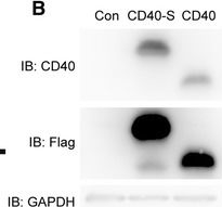 Fig.1.B showing Western Blotting in a Komagataella pastoris (Pichia) sample from the publication: Expression, purification and biological characterization of the extracellular domain of CD40 from Pichia pastoris.