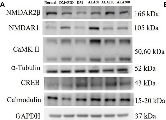 Fig.4.A showing Western Blotting from the publication: Alleviative Effect of Alpha-Lipoic Acid on Cognitive Impairment in High-Fat Diet and Streptozotocin-Induced Type 2 Diabetic Rats.