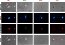 Fig.3.A showing Immunocytochemistry-immunofluorescence in a Mus musculus (House mouse) sample from the publication: Regenerative potential of multinucleated cells: bone marrow adiponectin-positive multinucleated cells take the lead.
