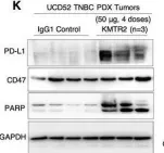 Fig.1.K showing Western Blotting from the publication: Unexpected PD-L1 immune evasion mechanism in TNBC, ovarian, and other solid tumors by DR5 agonist antibodies.