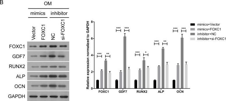 Fig.4.B showing Western Blotting in a Homo sapiens (Human) sample from the publication: The miR-204-5p/FOXC1/GDF7 axis regulates the osteogenic differentiation of human adipose-derived stem cells via the AKT and p38 signalling pathways.