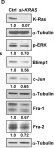 Fig.3.D showing Western Blotting in a Homo sapiens (Human) sample from the publication: Blimp1 activation by AP-1 in human lung cancer cells promotes a migratory phenotype and is inhibited by the lysyl oxidase propeptide.