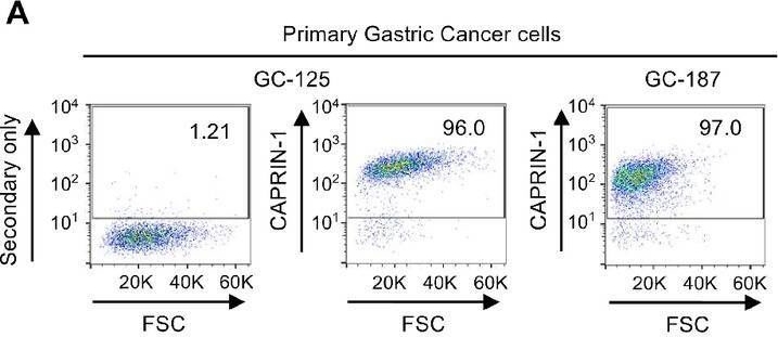 Fig.4.A showing Flow cytometry/Cell sorting in a Homo sapiens (Human) sample from the publication: Identification of Membrane-expressed CAPRIN-1 as a Novel and Universal Cancer Target, and Generation of a Therapeutic Anti-CAPRIN-1 Antibody TRK-950.