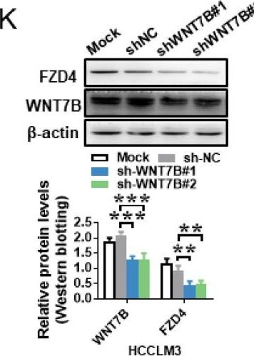 Fig.2.K showing Western Blotting from the publication: Canonical WNT Signaling Activated by WNT7B Contributes to L-HBs-Mediated Sorafenib Resistance in Hepatocellular Carcinoma by Inhibiting Mitophagy.