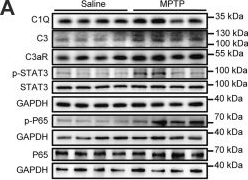 Fig.5.A showing Western Blotting from the publication: The complement C3-microglial axis in depression of Parkinson's disease: from mechanism to therapeutic intervention.