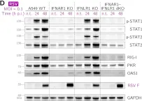 Fig.1.D showing Western Blotting from the publication: Respiratory Syncytial Virus Protects Bystander Cells against Influenza A Virus Infection by Triggering Secretion of Type I and Type III Interferons.